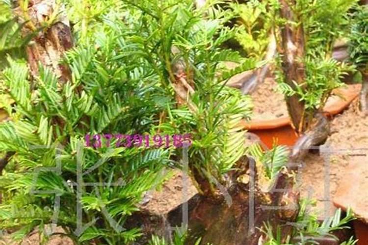 揭秘红豆杉盆景的养殖秘诀与细节关注