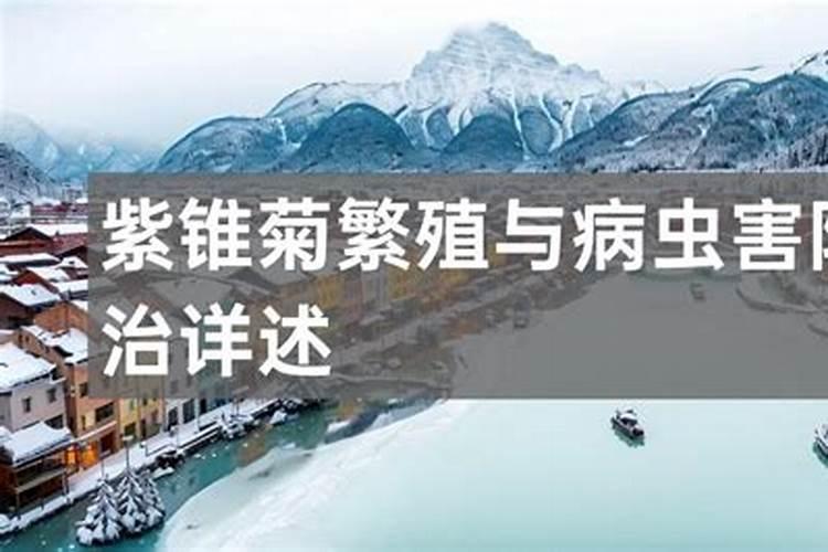紫锥菊怎么繁殖？浅谈紫锥菊繁殖及病虫害防治栽培技术