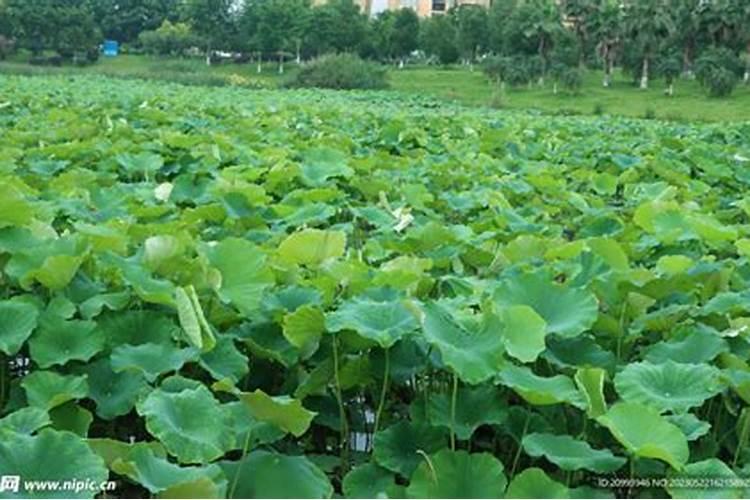 揭秘莲藕种植的奥秘：从新手到高手的全面指南