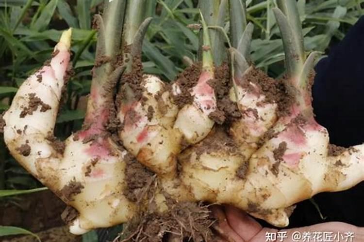 揭秘大姜催芽：药物选择与使用技巧全解析