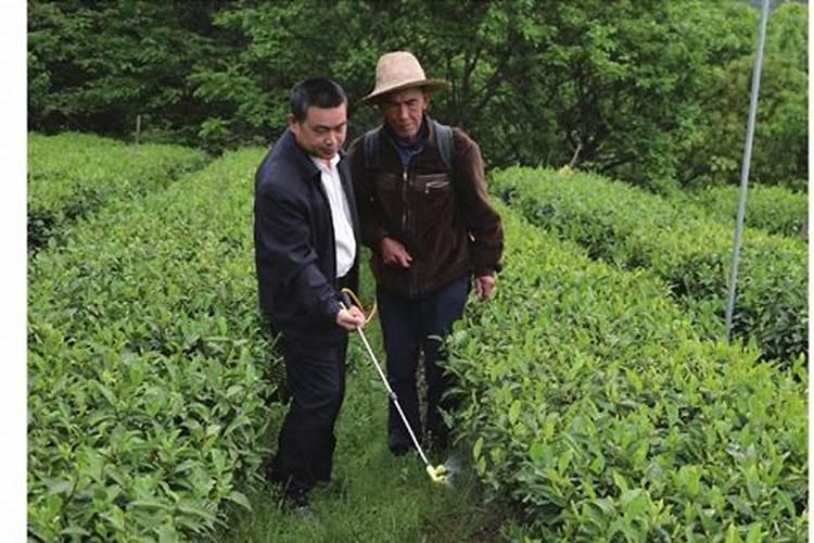 科学用药：枣树病虫害的绿色防控策略
