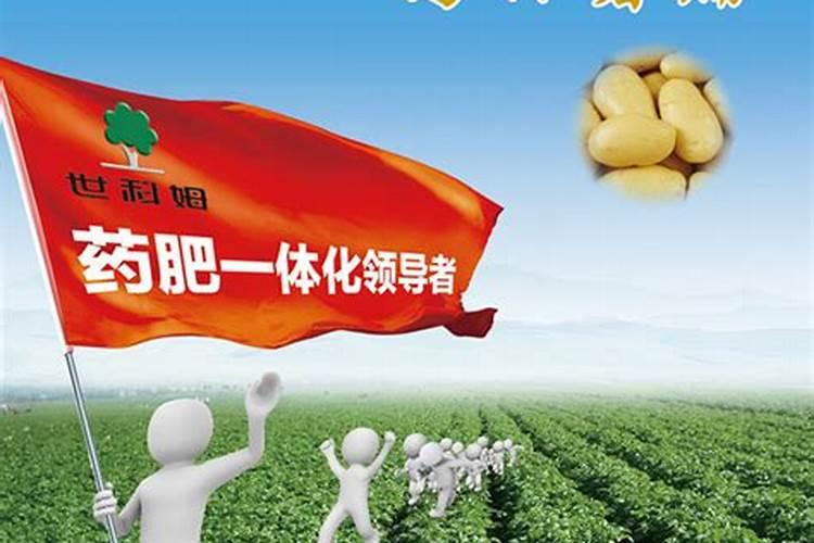 马铃薯药肥一体化技术：农业革命的新里程碑