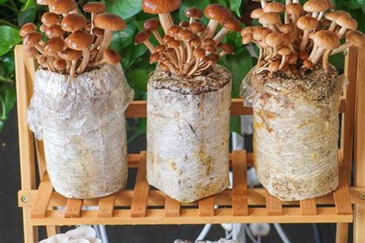 家中的绿色角落：菌菇包种植的乐趣与技巧
