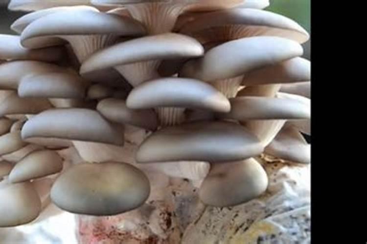 菌菇包如何种植？
