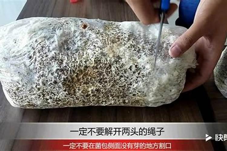 菌包怎么种植方法