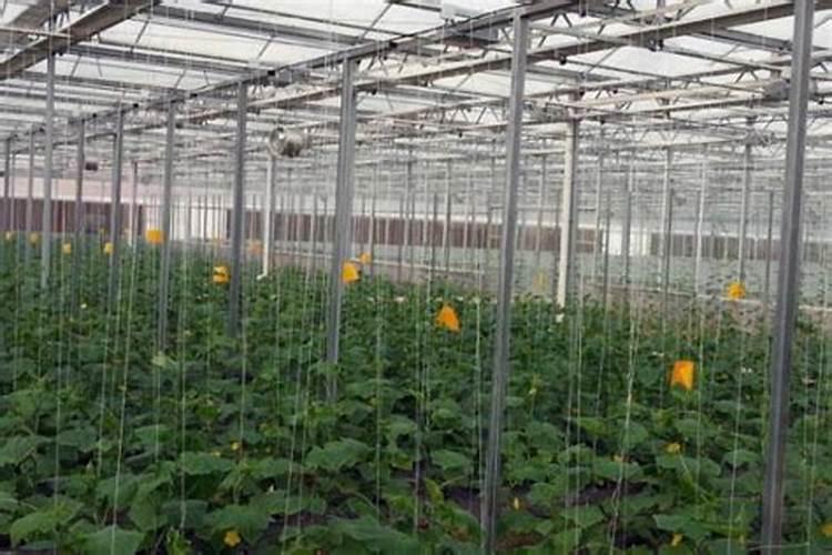 冬天蔬菜大棚怎么加温冬天大棚滴水怎么解决？