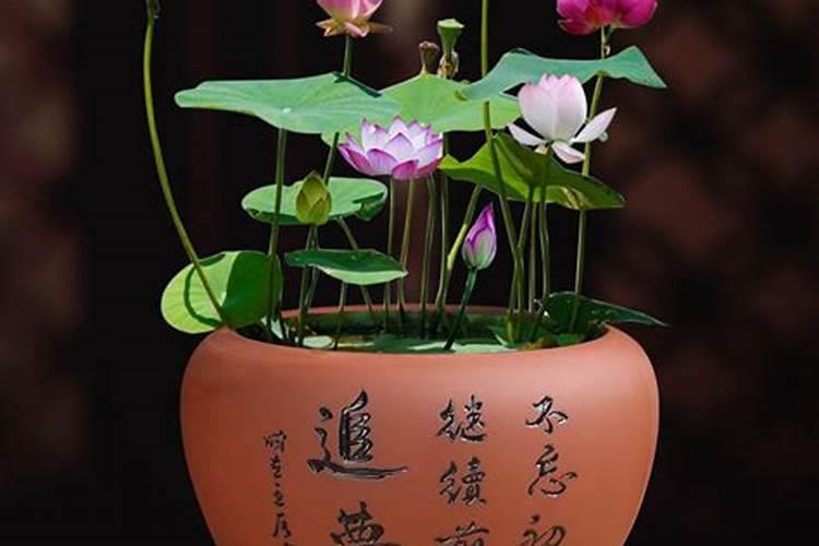 莲花盆栽的种植方法,用什么泥土种植