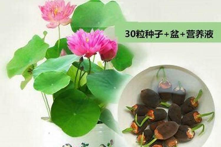 怎么种莲花盆栽盆栽荷花的种植方法