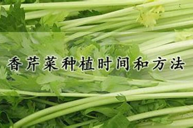 香芹菜种植时间和方法(芹菜的种植方法和时间)