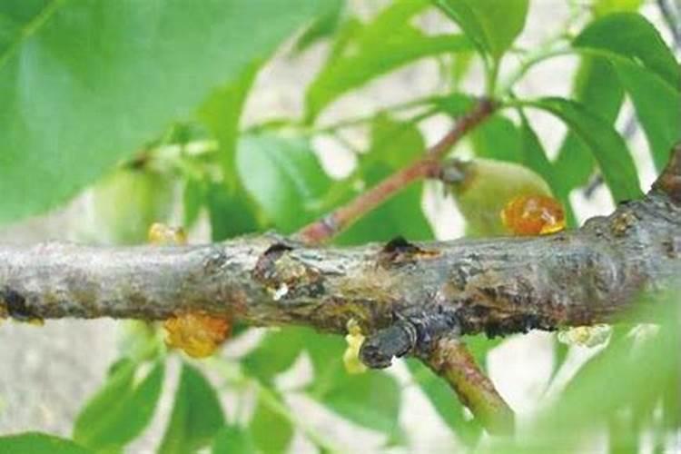 樱桃树的眼泪：流胶症状与防治全解析