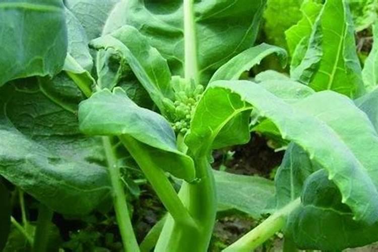 绿意盎然：掌握芥兰菜种植的科学之道