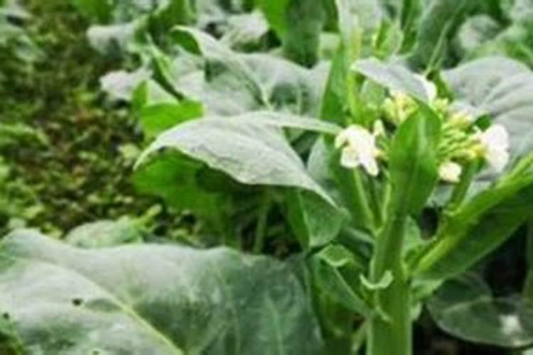芥兰菜种植时间和方法