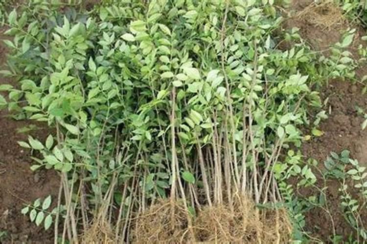 揭秘花椒的种植之道：从播种到收获的全程指南