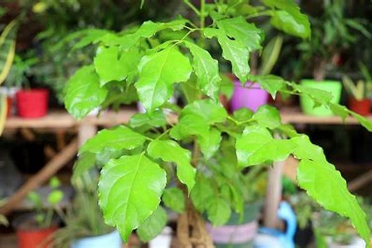幸福树叶子掉了怎么办？幸福树叶子掉了的解决方法