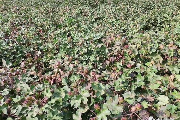 高能红钾防治棉花红叶茎枯病有特效