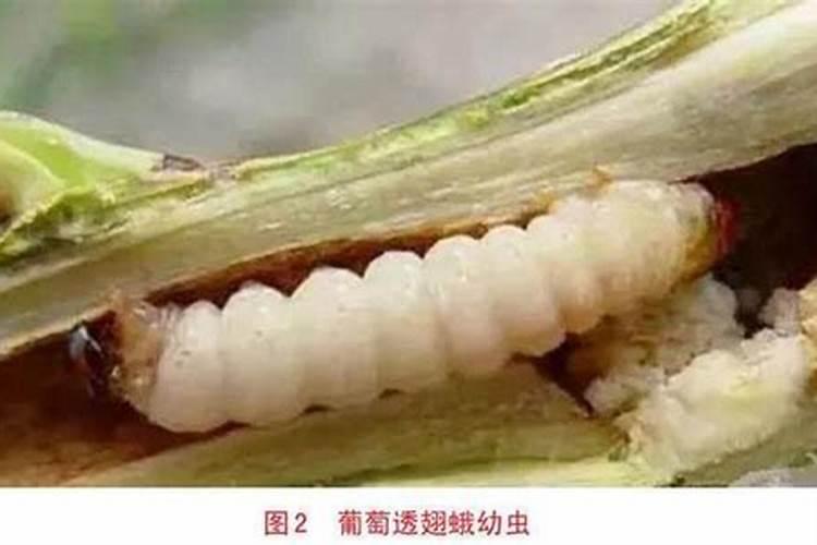 板栗透翅蛾的发生与防治