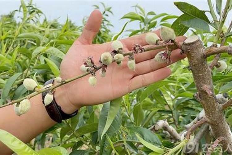 樱桃园的守护者：有效防治樱桃树虫害的策略