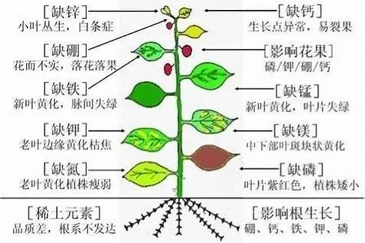 西兰花出现缺素症状该怎样进行补救？