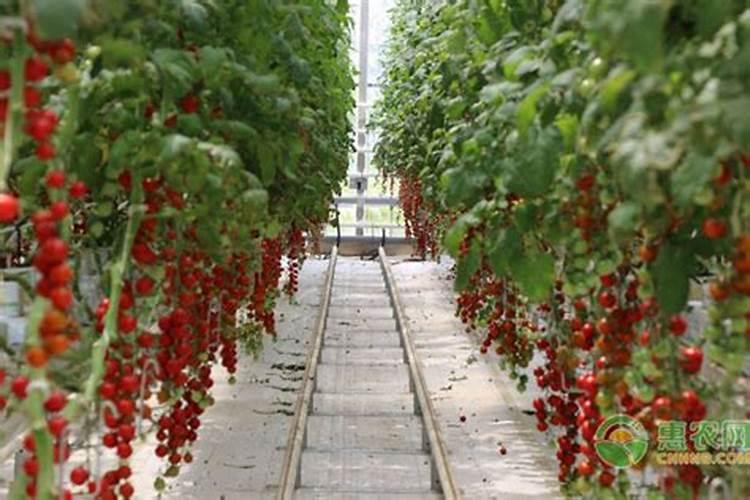 日光温室西红柿想要补充氮肥可以用尿素吗？