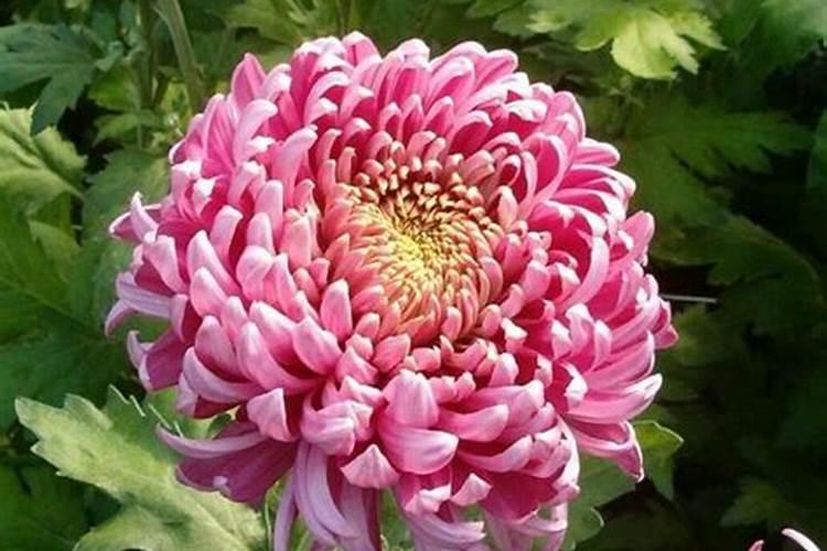 菊花能否用硫酸亚铁喷施
