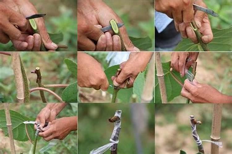 掌握猕猴桃嫁接艺术：最佳方法的探索与实践？