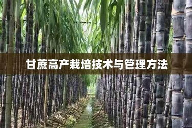 甜意盎然：甘蔗高产种植与施肥秘籍