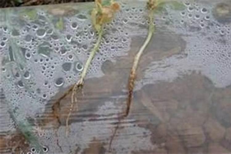 豌豆基腐病的防治方法？