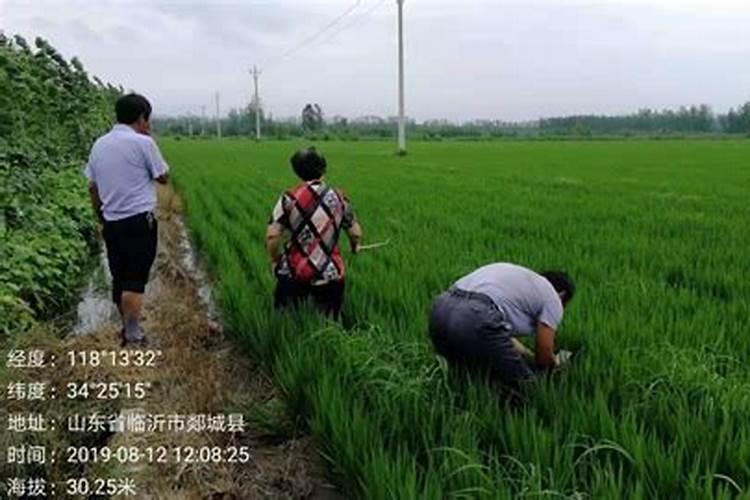 守护丰收——大龄稻纵的防治策略