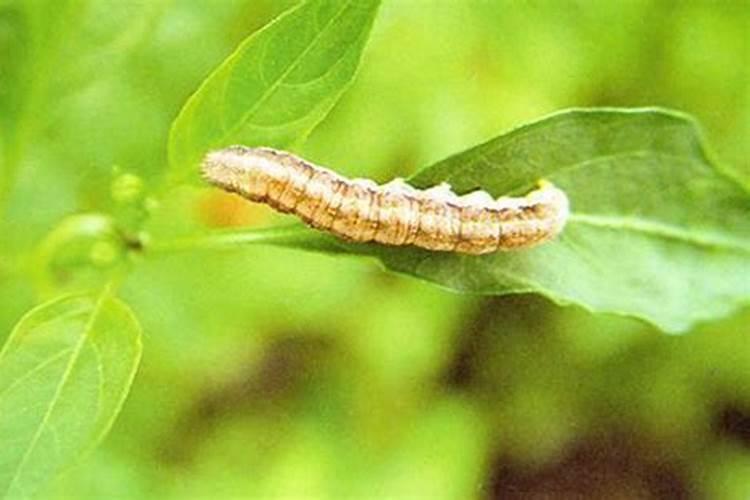 田间守护者：茄子棉铃虫的综合防治策略