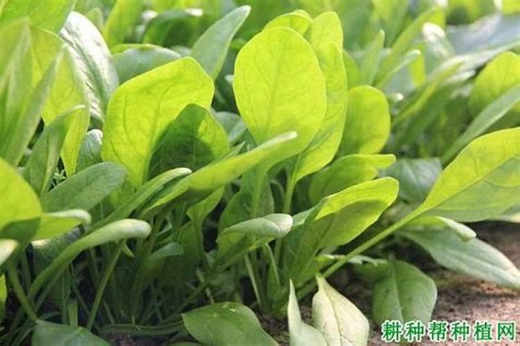 越冬菠菜施肥有哪些原则？