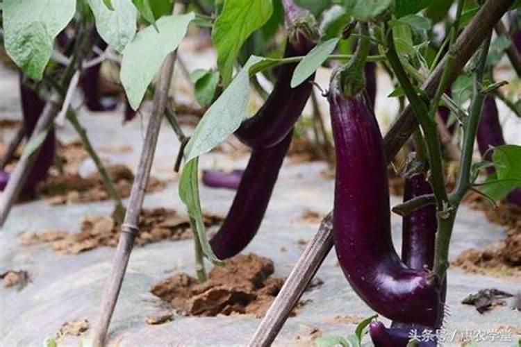 如何提高茄子坐果率：实用指南？
