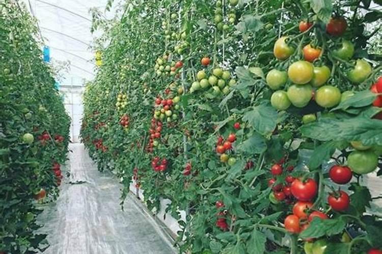 绿意盎然的未来：温室番茄无公害标准化栽培技术