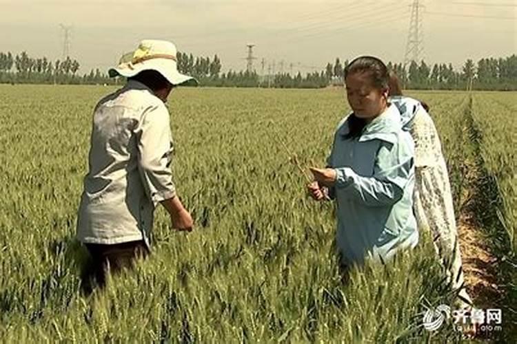 应对小麦干热风：策略与防治方法？