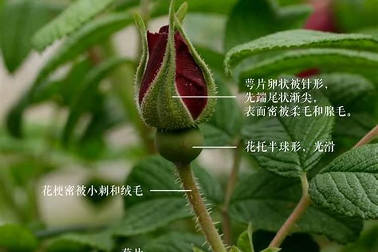 绽放疗愈之花：药用玫瑰的栽培与管理