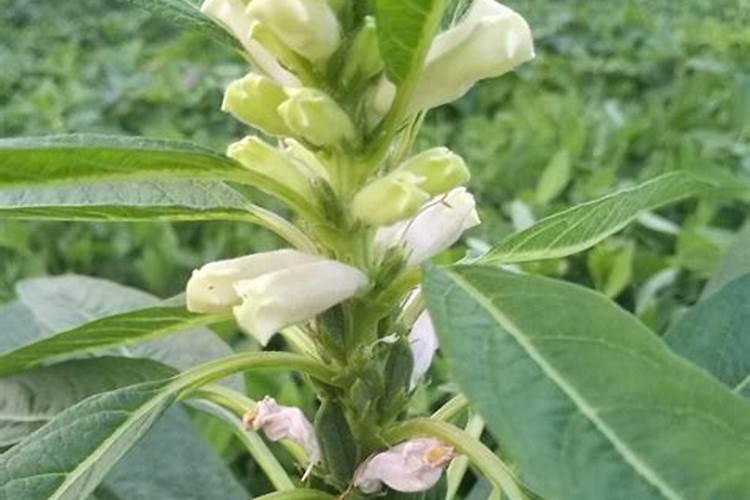 芝麻开花期间有哪些相关管理技巧？