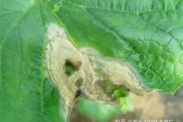 黄瓜灰霉病主要危害黄瓜什么部位？