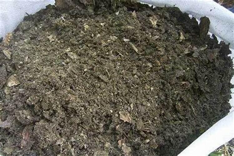 松针拌在土里面能种菜吗</p><p>种菜用松针土怎么样松针土虽然营养很丰富，但不适合种植蔬菜。适合种植各种花卉，由于松针土是酸性的，用的时候最好加点黄土或则沙土。松针土适合种什么菜松针土是生活中常见的一种土壤，尤其是在一些农村地区从自然环境里搜集来的松针土含有丰富的腐殖质，不但可以用于种菜，也可以用来种花。松松土。</p><p><h3 ext>2、在家里松针土可以种桑树吗？松针土适合施肥吗？