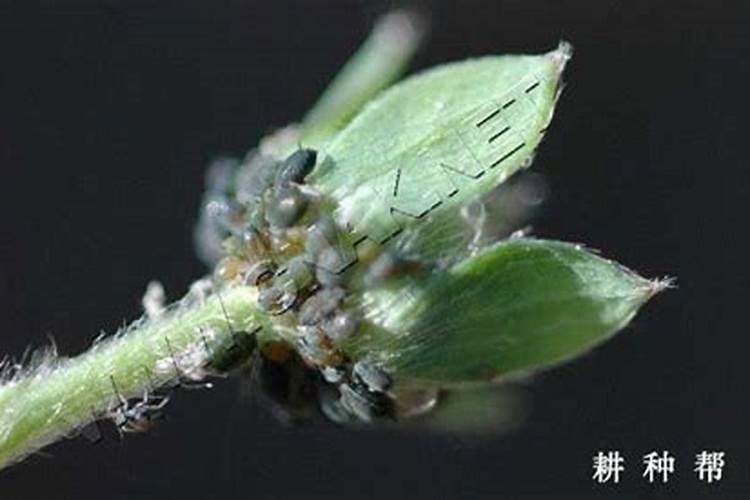 蚜虫对草莓的危害症状？
