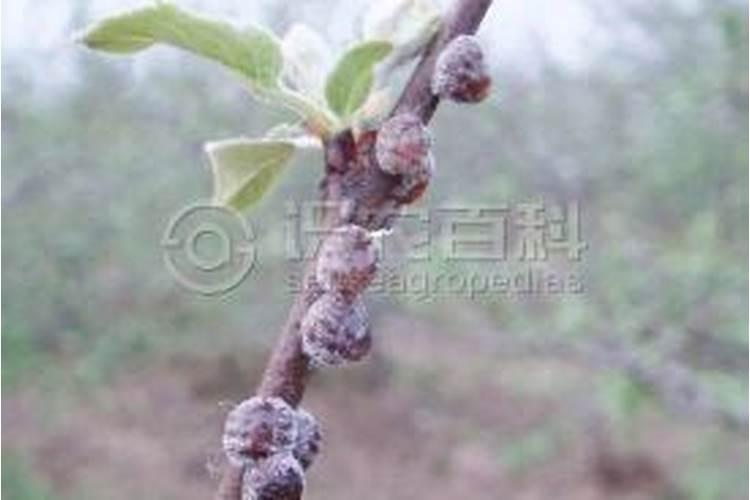 绿色守护：苹果球蚧的防治之道