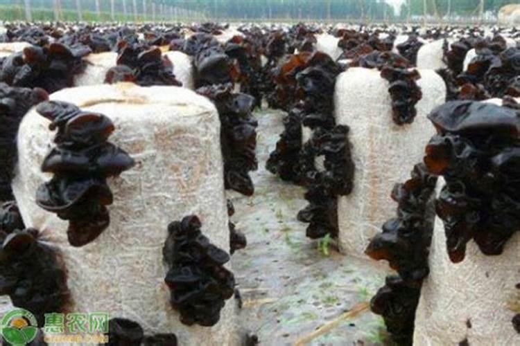 黑木耳浇水管理的艺术：掌握关键要点，收获健康菌体