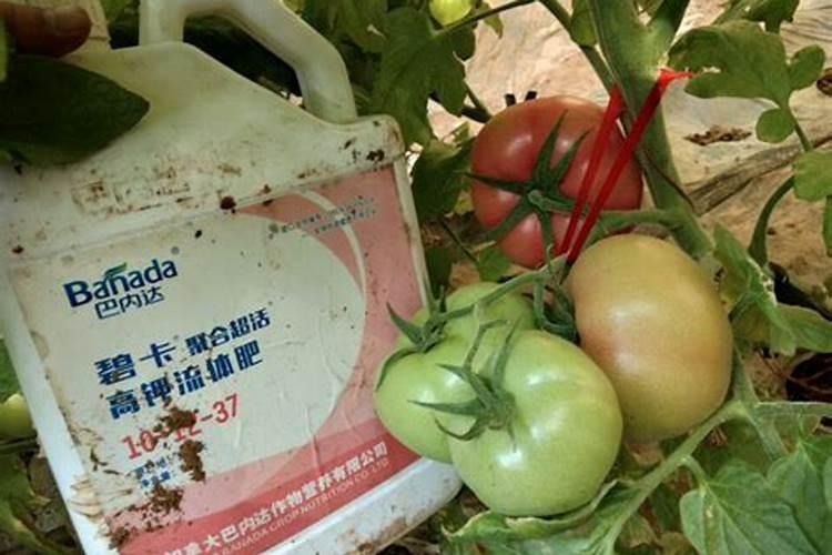 西红柿追肥全攻略：把握时机，收获丰硕