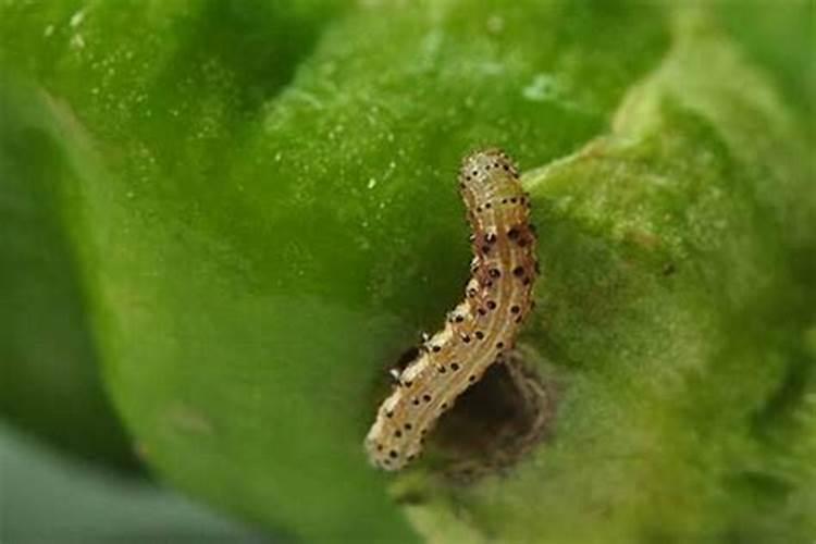 烟青虫防治全攻略：科学策略与有效措施