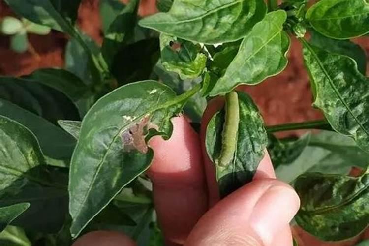 辣椒烟青虫危害很大,辣椒烟青虫怎么防治？