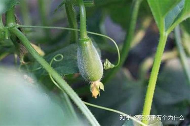 甜瓜膨大初期、中期、后期怎么管理？