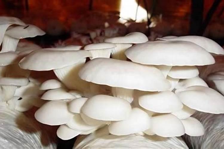 平菇子实体畸形有哪几种？怎样进行有效防治？