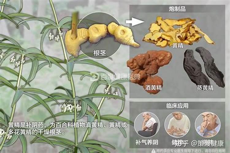 黄精的珍贵药用价值与种植秘籍