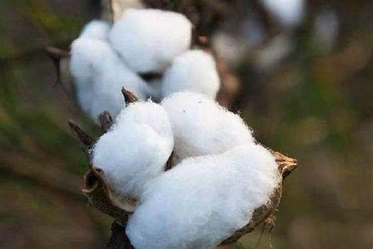 棉花落桃的原因有哪些？