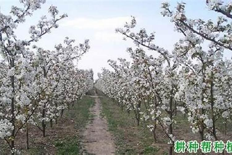 梨树施基肥需要注意的事项