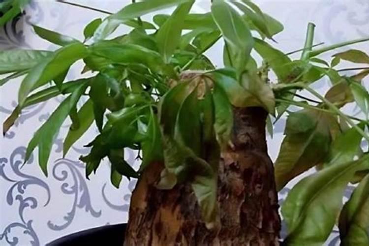 发财树有虫子怎么治？