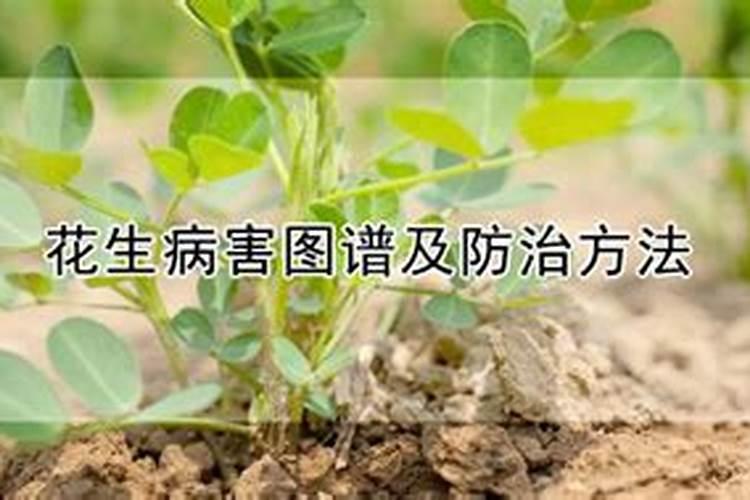 守护花生田园：防治冠腐病的用药智慧